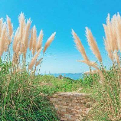 足球滚球的正规平台app手机app下载